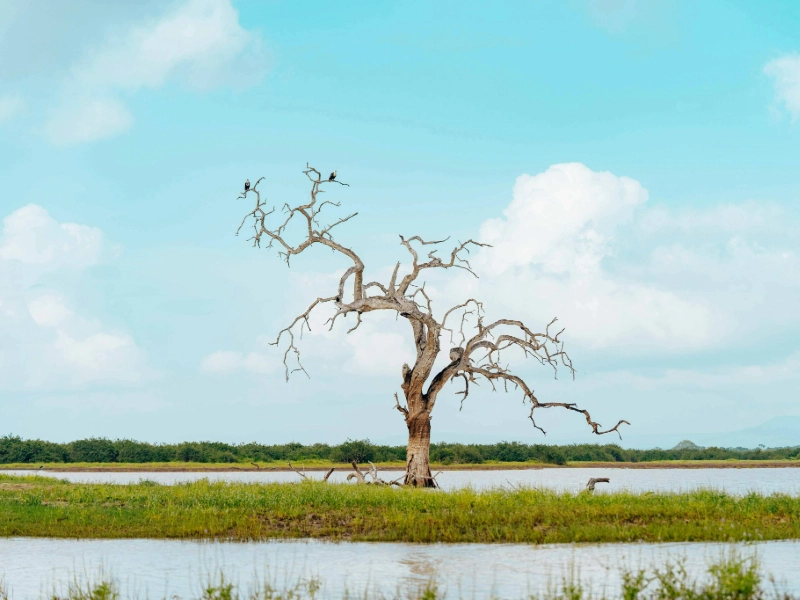 Bundala National Park