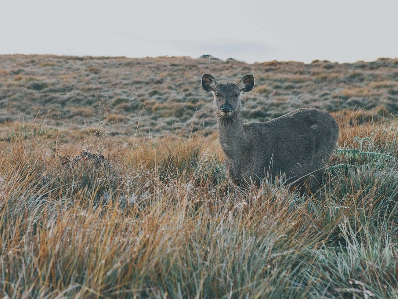 Horton Plains National Park