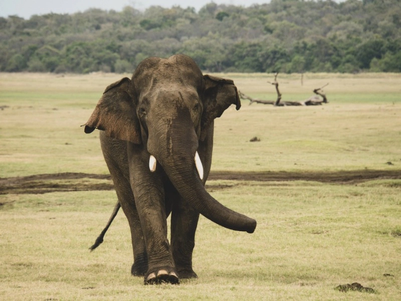 Kaudulla National Park