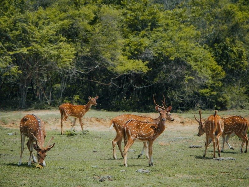 Kumana National Park