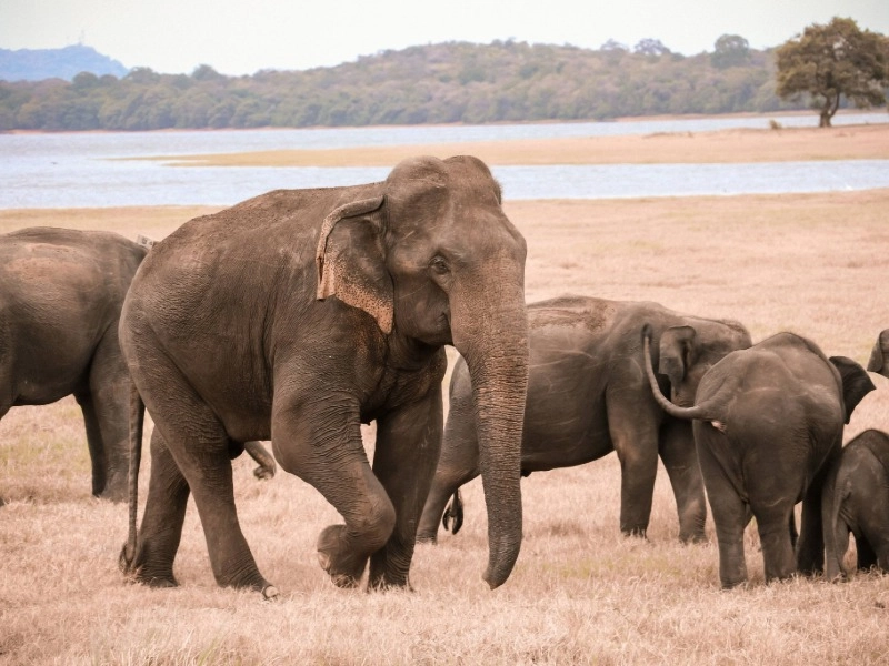 Minneriya National Park