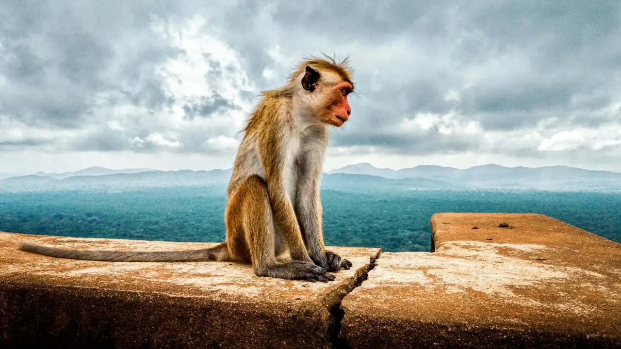 Best time to visit Sri Lanka