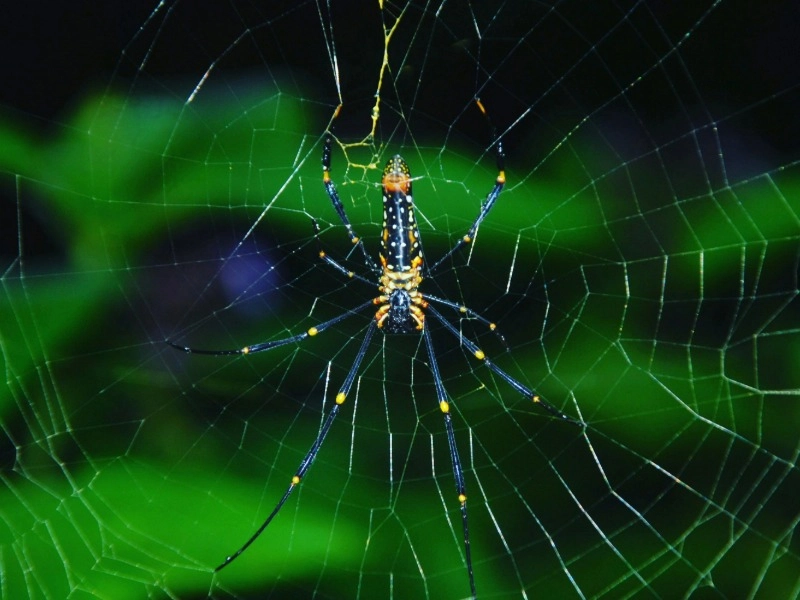 Sinharaja Forest Reserve