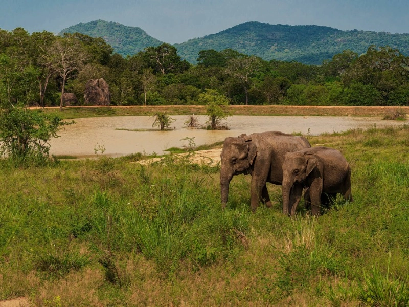 Udawalawe National Park