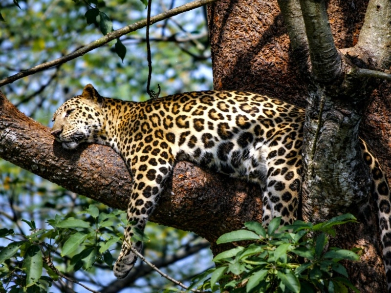 Wilpattu National Park