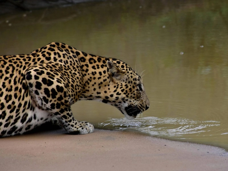 Yala National Park